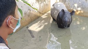 <i>Byurrrr</i>...Warga Pekanbaru Kaget! Awalnya Disangka Anak Tercebur di Kolam, Ternyata...