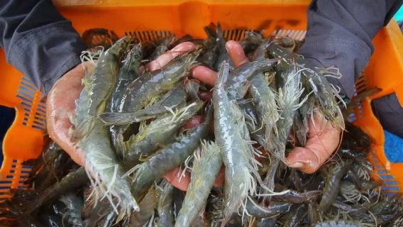 Export Of Delestive Shrimp, KKP Lirik Market Domestic And Hajj