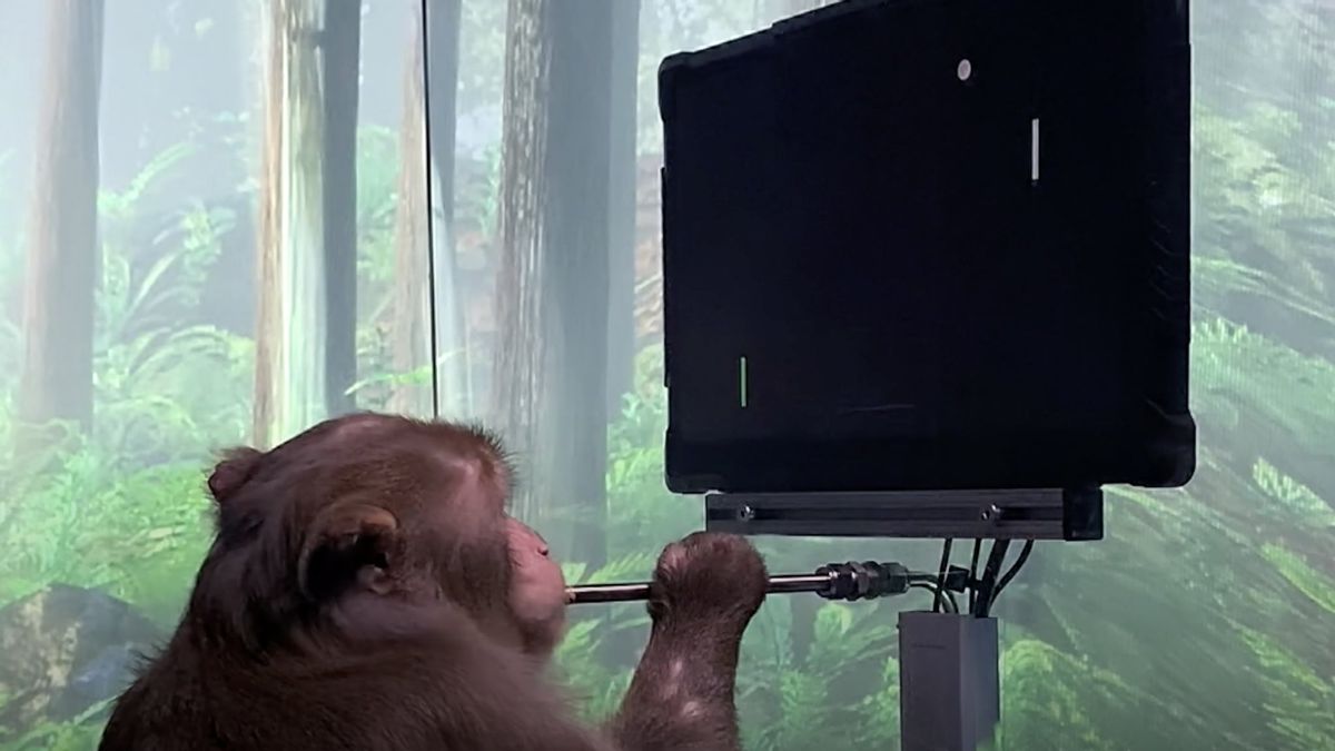 Gara-Gara Eksperimen pada Monyet, Elon Musk Tersandung Masalah