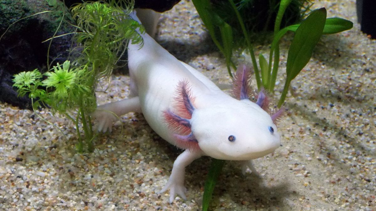Able ToAKE Self-Regeneration Brain, Heart To Blood Vessel, Salamander Is In Fact Endangered