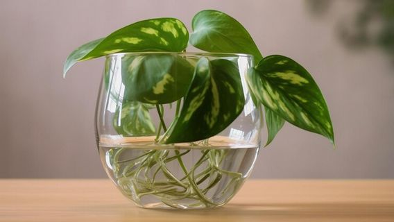 ガラスの停留所に浸すことができる8つの植物と部屋を美しくするためのボトル