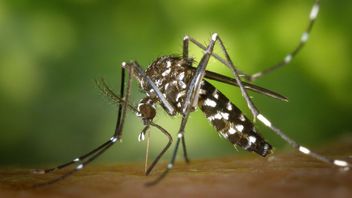 Momok effrayant, 380 cadres alertés contre le paludisme à Jayapura