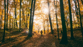 Getting To Know Forest Bathing That Is Able To Maintain Mental Health, Benefits, And How To Do It