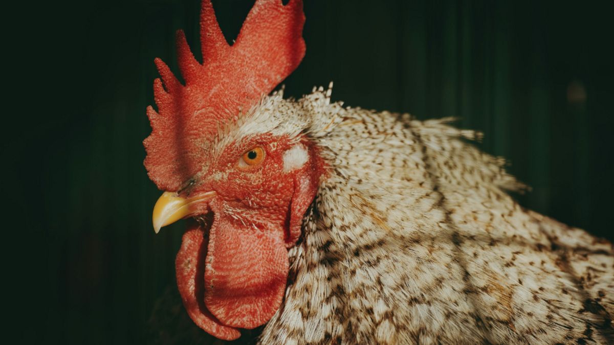 Le poulet coulant à une heure de la nuit selon les Javanais