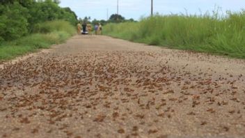 Still Attacked By Kumbara Grasshoppers, Communities In 2 Villages In Southwest Sumba, NTT Declare War