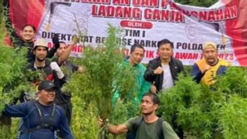Polisi Musnahkan 10 Ton Ganja di Pegunungan Aceh Besar