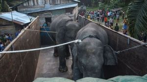2 Gajah Sumatera Dipindahkan ke Jambi