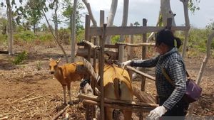 Pihak Dirjen Tengah Mengusulkan ke Mentan Agar Terbitkan Pulau Semau NTT Bebas Penyakit Brucellosis