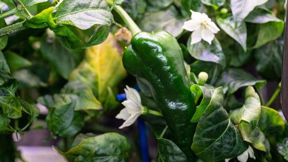 Proof That Chilies Can Grow Fresh In Space, Make Taco Snacks Immediately!