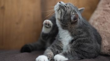 هل يمكن أن يصيب كوتوس على القط الإنسان؟ يعرف كيفية التغلب والشرح
