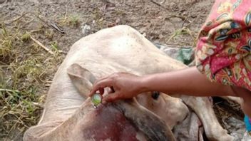 2牛アガム・サンバーの住民がタイガースを食い物にし、傷の傷跡と咬傷でいっぱいの遺体
