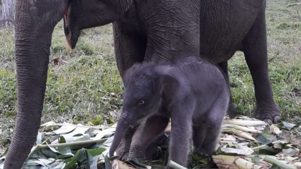 Bonne Nouvelle, Un Bébé éléphant Mâle De Sumatra Est Né à TNTN Pelalawan