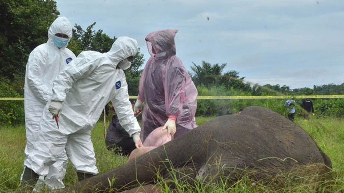 Mayat Gajah Tanpa Kepala di Aceh Diduga Akibat Perburuan