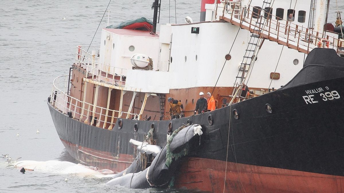 需要は減少し続け、アイスランドは2024年までに商業捕鯨を終わらせる