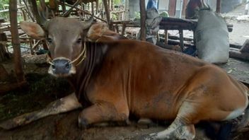 منع انتشار مرض الحمى القلاعية ، ستخضع الحيوانات المضحية التي تدخل جنوب جاكرتا لعملية الحجر الصحي