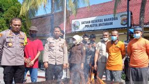 Polresta Mataram Musnahkan 70 Gram Lebih Paket Ganja yang Dikirim dari Pekanbaru