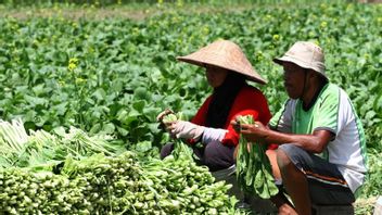 Coordinating Ministry For Economic Affairs Encourages The Development Of Export-Oriented Horticulture To China