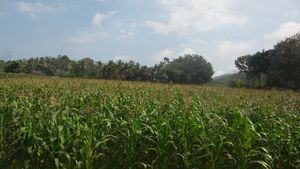 Bentuk Pertanian pada Lahan Kering: Ladang dan Upaya Peningkatan Produktivitasnya 