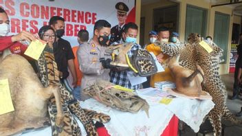 Jember Police Arrest Protected Animal Skin Crafts
