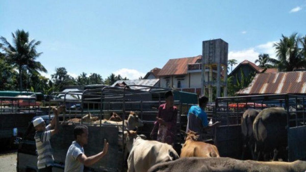 Padang Pariaman Tutup 2 Pasar Ternak Meski Belum Ada Kasus Penyakit Mulut dan Kuku