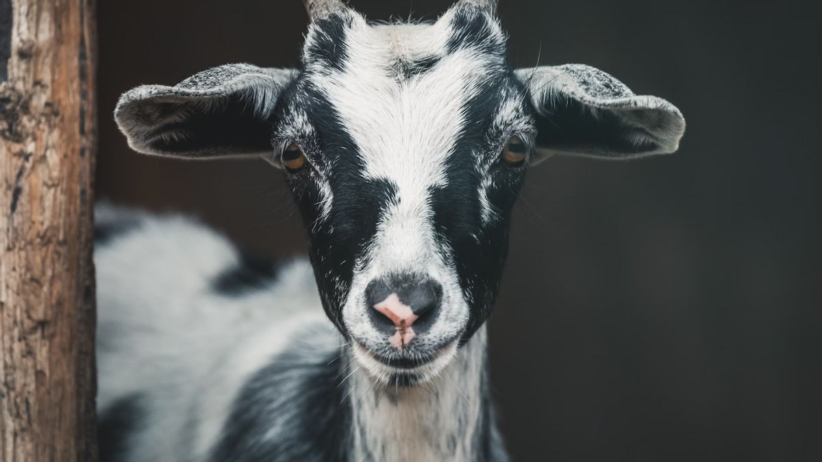 Goat Outbreak Spreads, Greece Bans The Transfer Of Shares And Goats