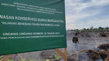 Suaka Margasatwa Rawa Singkil Berubah Jadi Lahan Kebun Kelapa Sawit, Aktivis Lingkungan Desak Aparat Bertindak