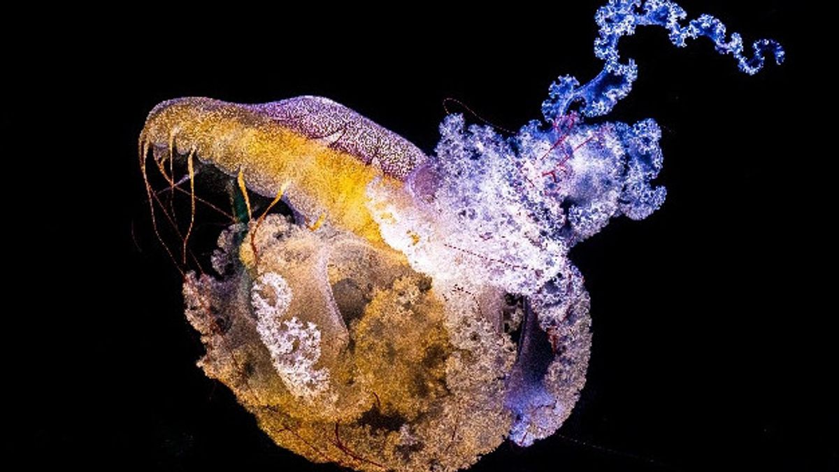 Fosil Ubur-ubur Berusia 505 Juta Tahun Ditemukan, Diklaim Mirip Medusa!