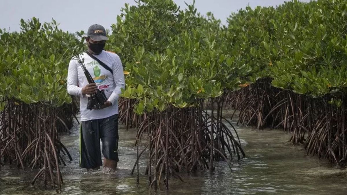 Ajak garder 3,44 millions Ha de terres Mangrove, KLHK rappelle d’utiliser des terres sans fonctions