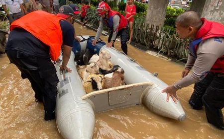 Evakuasi Kambing di Rawajati Berjalan Dramatis! 15 Ekor Terjebak Banjir, 2 Tewas Kedinginan