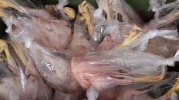 القبض على بائع دجاج مقطع مع شكل ، تقول الشرطة إن الجاني يعمل منذ 6 سنوات ، ويباع في سوق باباكان تانجيرانج