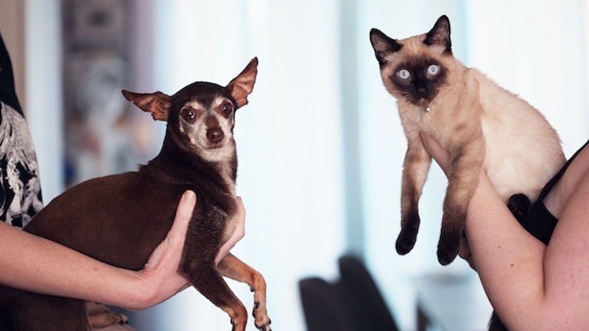 Catat, Ini 6 Tanda Anjing dan Kucing Peliharaan Kamu Terkena Diabetes