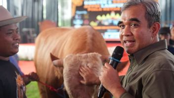 His 1 Ton Cow Was Auctioned, MPR Chairman: Donated To Victims Of Mount Lewotobi