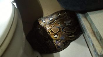 讨厌！两米长的蟒蛇突然在居民家的浴室里被发现
