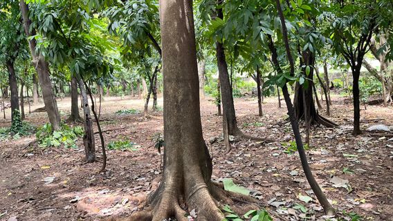 頻繁にアシュリサの場所として使われる、DKI州政府はジャカルタの1,300以上の都市公園と森林を監視すると主張する 