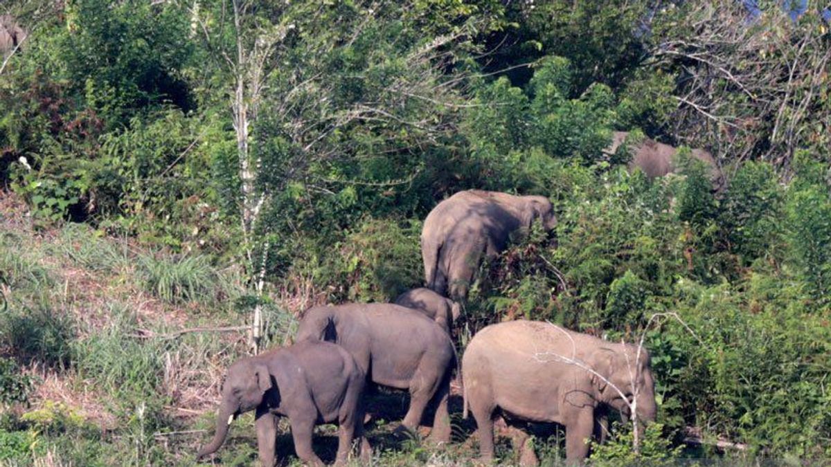 ゾウの生息地環境は農業開発と土地の結果として狭くなっている、南スマトラOKU摂政政府は行動しなければならない