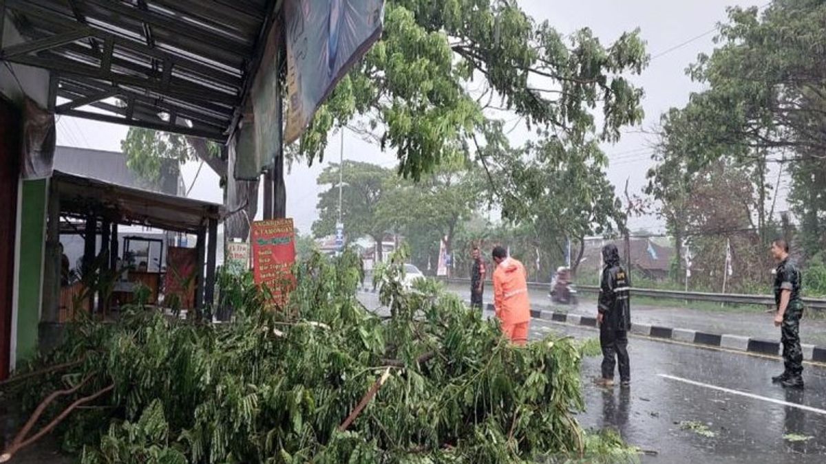 Rain Accompanied By Strong Winds In Boyolali Donates A Number Of Trees