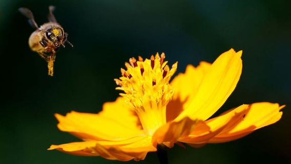 フランスの養蜂家は気候変動のために最悪の蜂蜜収穫を経験するかもしれない