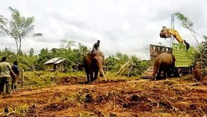 BKSDA Evakuasi 2 Gajah Liar di Bener Meriah ke CRU Pesangan