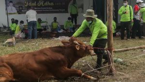 Ahead of Eid al-Adha, Distan Bandung Deploys 66 Animal Health Surveillance Officers for Sacrifices