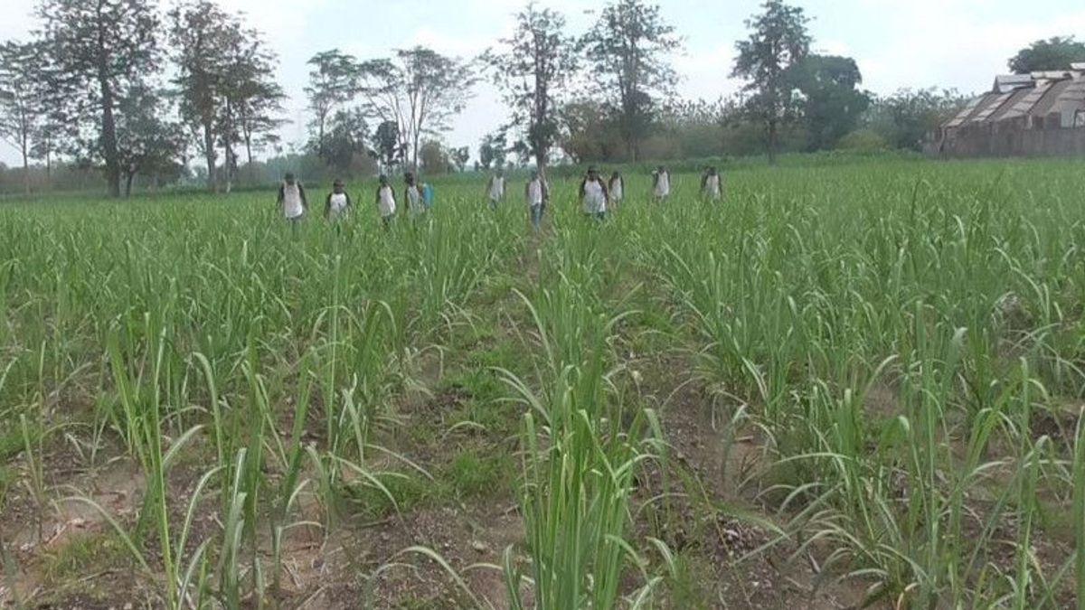 東ジャワ州が全米最高の砂糖とサトウキビの生産国になり、Khofifah知事が農家にデジタルトランスフォーメーションの活用を要請
