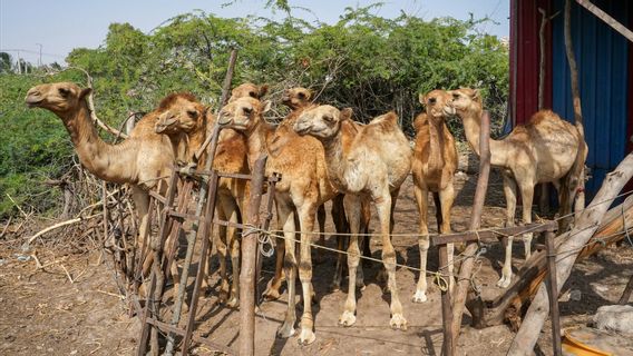 サウジアラビア、イードゥッラー2026に先立ち、マッカで犠牲動物の取り締まり作戦を実施