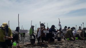 Bangka Tengah Bakal Menanam 99.000 Bibit Mangrove untuk Menjaga Ekosistem Pantai 