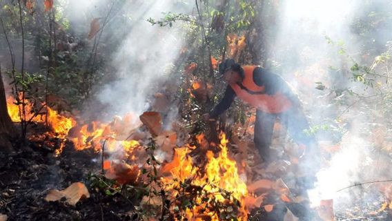 Karhutla di Situbondo Bakar 5 Hektare Hutan Jati