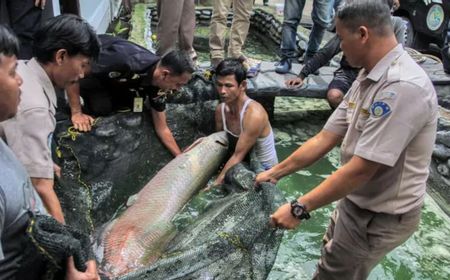 DKP DIY sebut Warga Mulai Melunak Serahkan Ikan Predator Usai Kasus Pria di Malang Dipenjara 5 Bulan