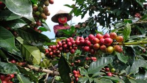 Menko Airlangga Ungkap Kopi hngga Sawit Berpeluang Kena Tarif 0 Persen
