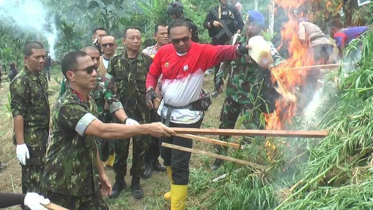 BNN Destroys 40,000 Cannabis Stems in North Aceh as a Result of Drone Operations