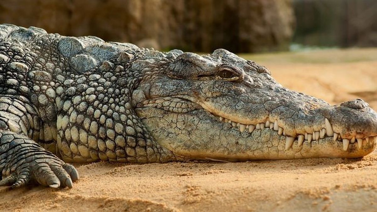 Crocodile dans le Kali Batavia : Les Dangers qui sont prêts à aligner les Néerlandais pendant la COV