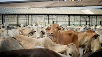 Avant le gouvernement de Prabowo, les importations de vache ont augmenté de 44,09%