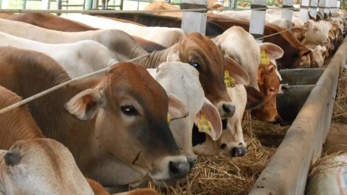 Supporting Cattle Self-Sufficiency Program In 2026, Regency Government Reveals Population In Central Bangka Reaches 6,330 Heads