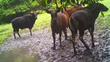 中央カリマンタン州ラマンダウの森のカリマンタン雄牛の個体数は減少しています